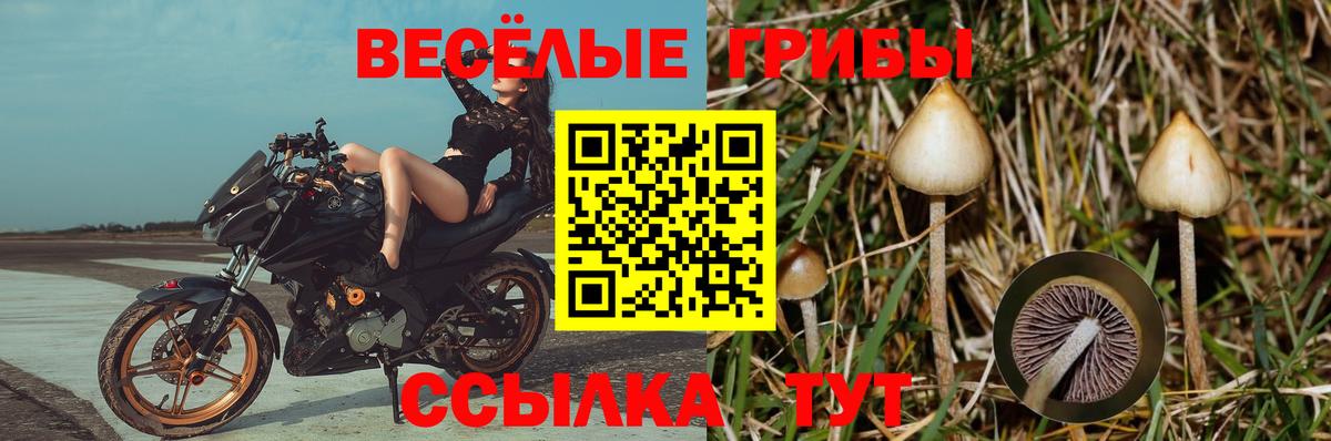 Геленджик  Псилоцибиновые грибы Magic Shrooms  Вход с VPN 